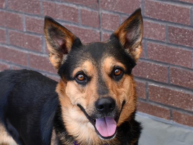 Roscoe - Male - German Shepherd-Mix
