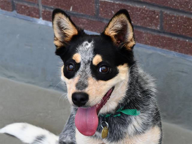 Emmy - Female - Australian Cattle Dog
