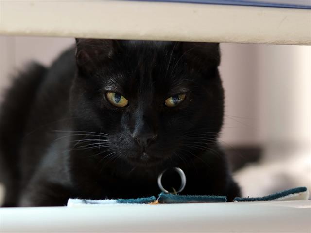 Carolina - Female - Domestic MH