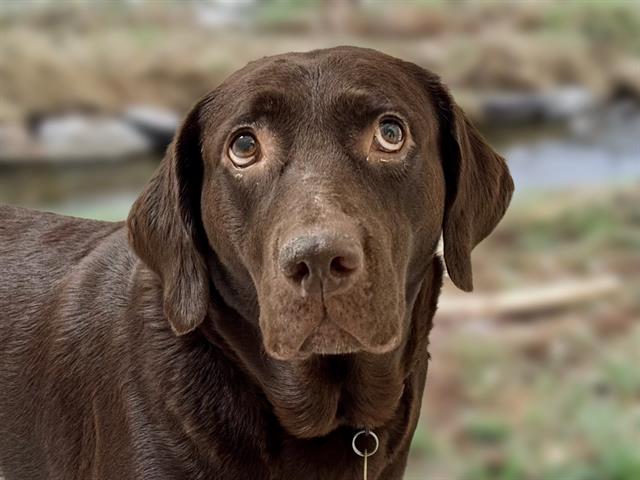 Rya - Female - Labrador Retriever