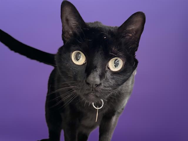Arya - Female - Domestic SH