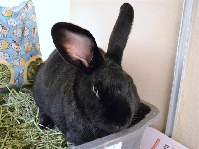 Comet - Female - Short Hair