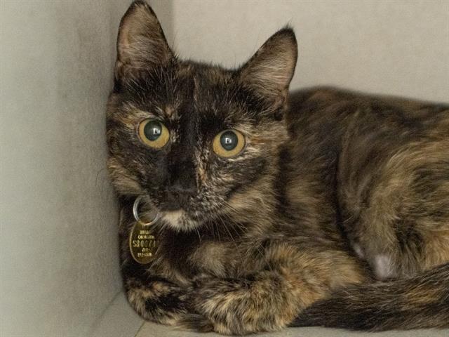 Lady - Female - Domestic SH