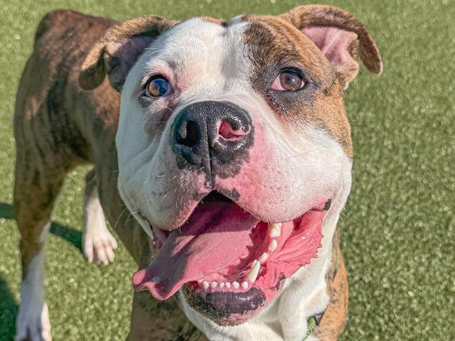 Tiger - Male - Boxer-Mix