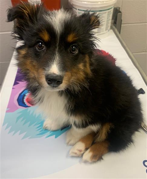  - Male - Australian Shepherd-Mix