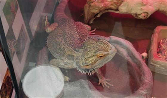 - Female - Lizard