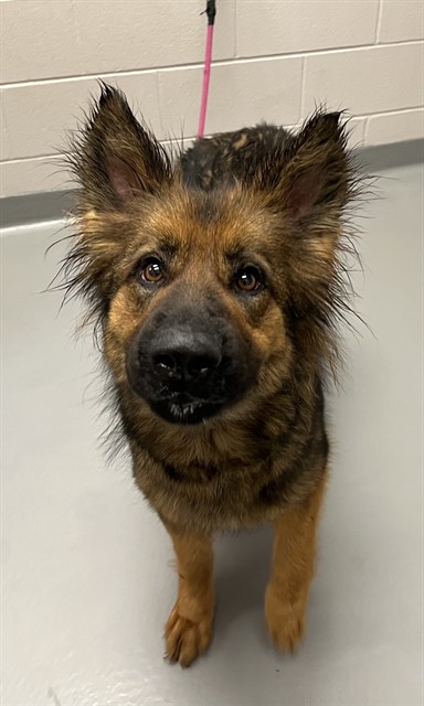Annabelle - Female - German Shepherd