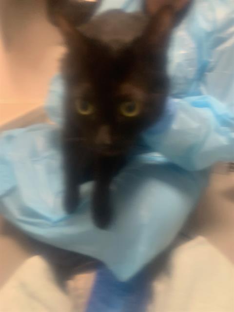 Freya - Female - Domestic SH