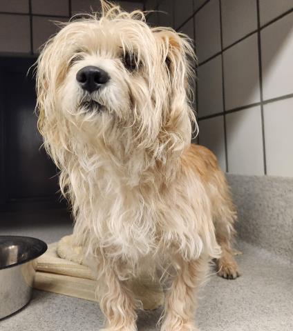  - Male - Cairn Terrier-Miniature Dachshund