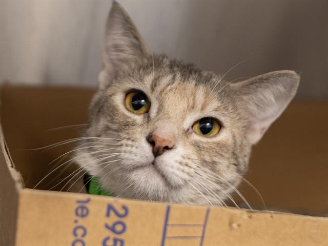 Tina - Female - Domestic SH