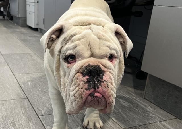  - Male - English Bulldog