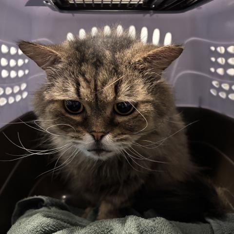  - Male - Persian