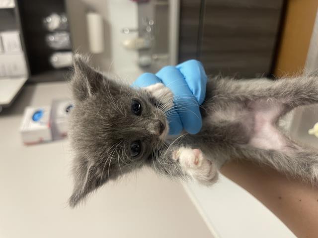  - Female - Domestic SH