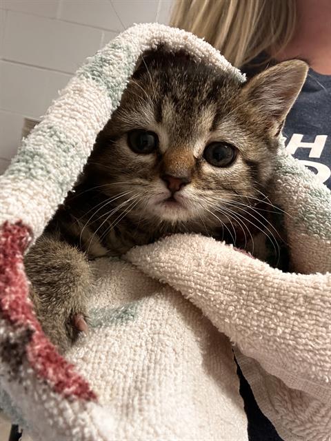  - Female - Domestic MH
