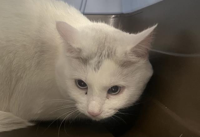 Marshmello - Female - Domestic SH