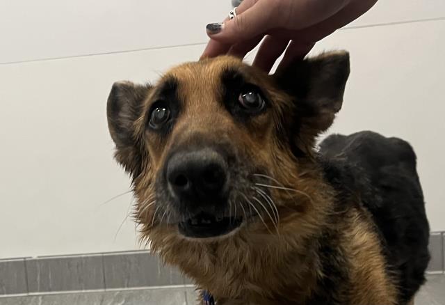  - Female - German Shepherd
