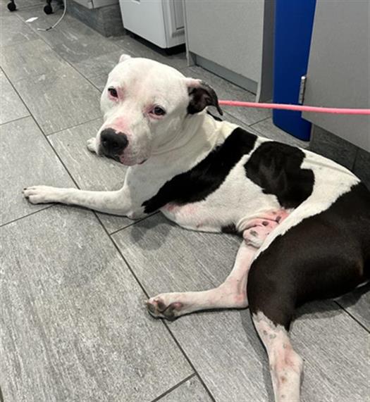  - Male - Pit Bull