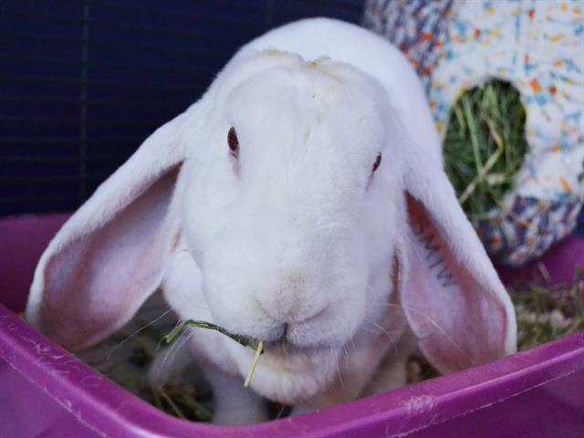 Milk Shake - Male - Lop