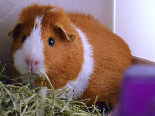 Ravioli - Male - Guinea Pig