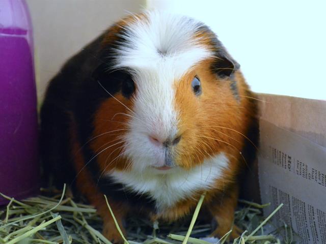 Pharaoh - Male - Guinea Pig