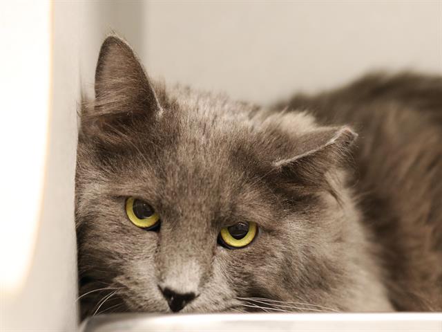 Forest - Male - Domestic LH