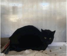 Reagan - Male - Domestic SH