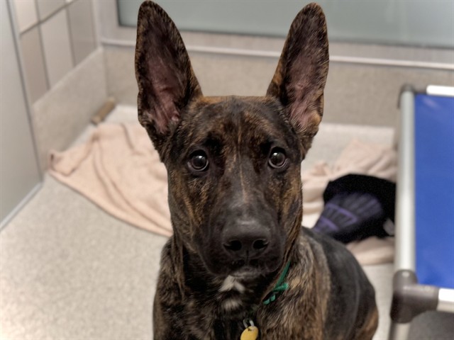 Lady - Female - Dutch Shepherd-Mix