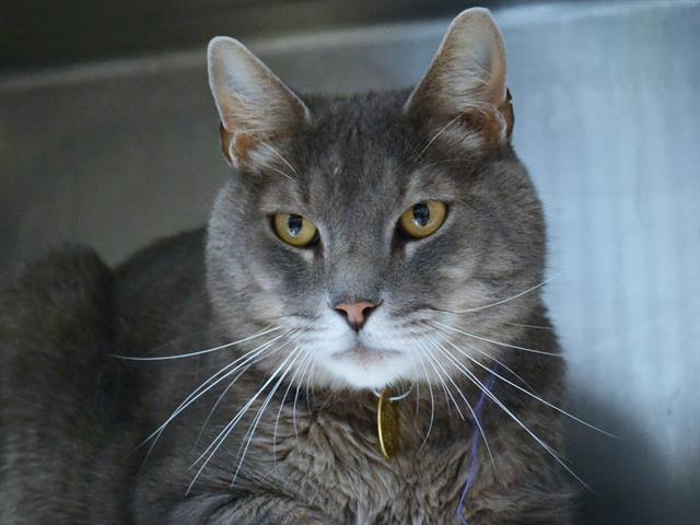 Ragnar - Male - Domestic SH-Mix