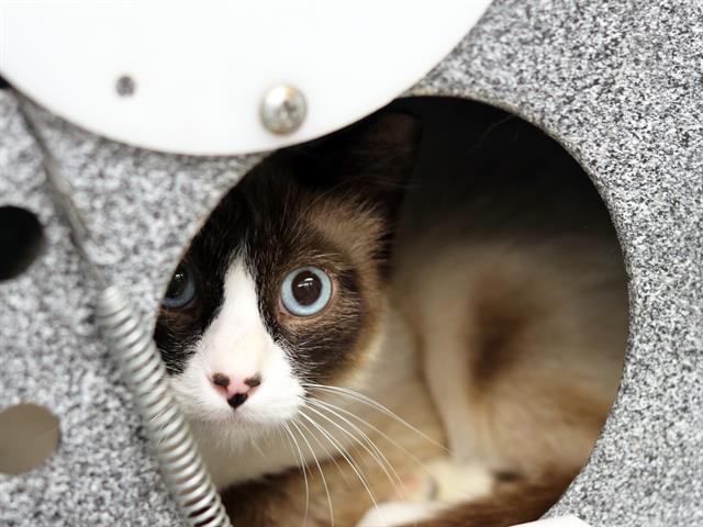 Tom - Male - Snowshoe