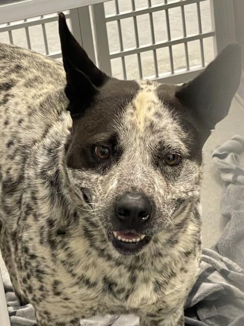  - Male - Australian Cattle Dog-Mix