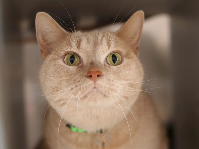 Ellie - Female - Domestic SH