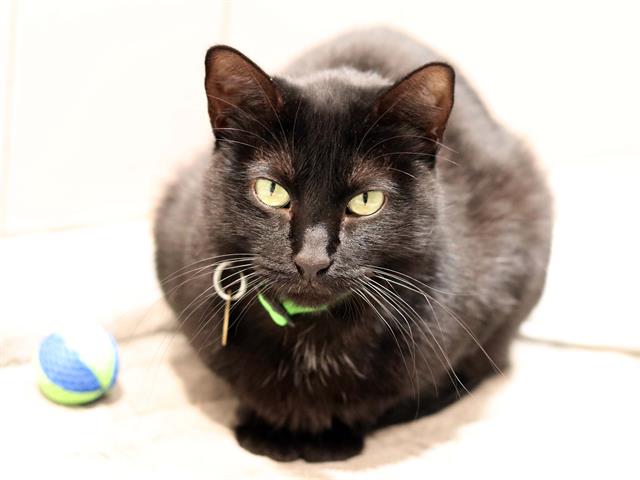 Luna - Female - Domestic SH