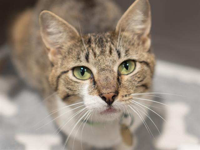 Clarabelle - Female - Domestic SH