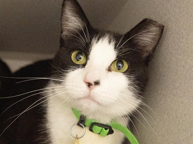 Molly - Female - Domestic SH