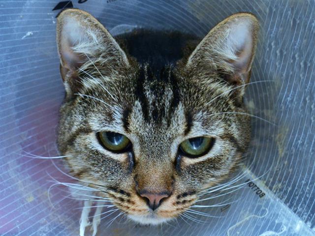 Jingle - Female - Domestic SH