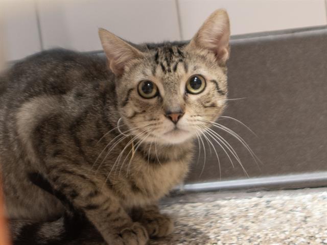 Woodward - Male - Domestic SH