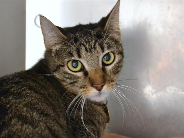 Z Baby - Female - Domestic SH
