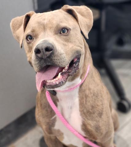  - Male - Pit Bull