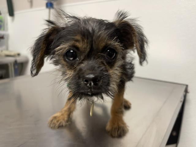  - Female - Terrier