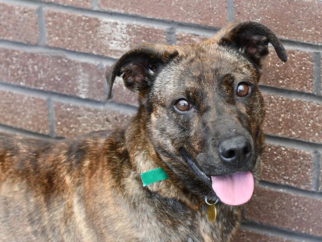 Missy - Female - Nonspecific