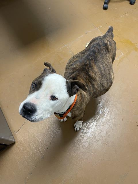  - Female - Pit Bull-Mix