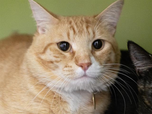 Jr - Male - Domestic SH