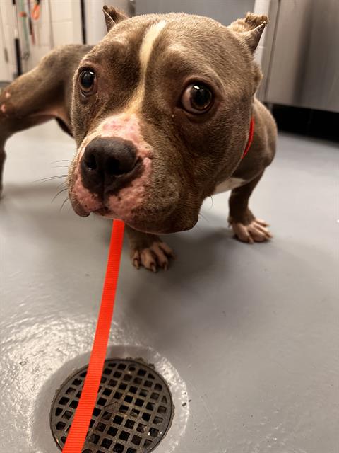  - Female - Pit Bull-Mix
