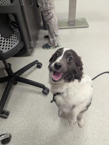  - Male - Long Haired Chihuahua-Mix