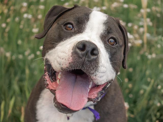 Bali - Male - Pit Bull-Mix