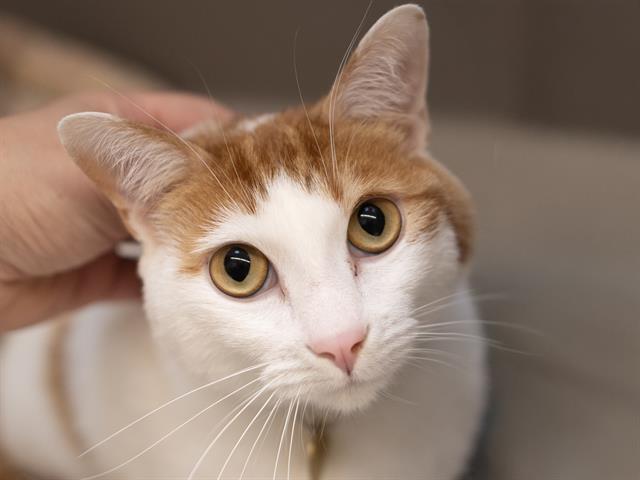 Kane - Male - Domestic SH
