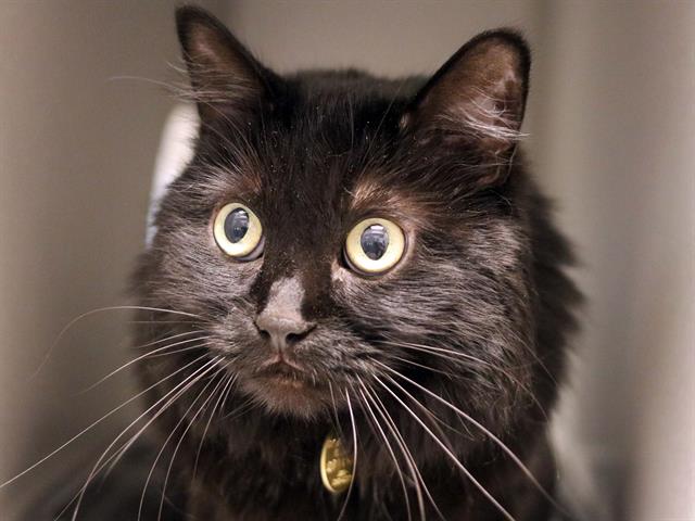 Shadow - Female - Domestic SH