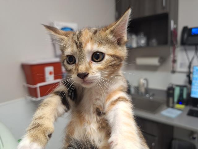  - Female - Domestic SH