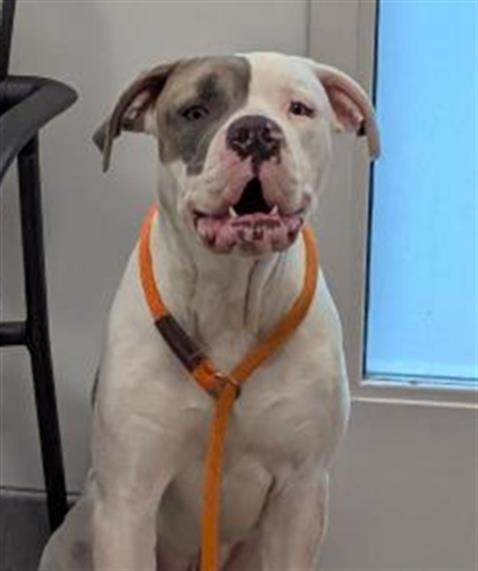  - Male - Pit Bull