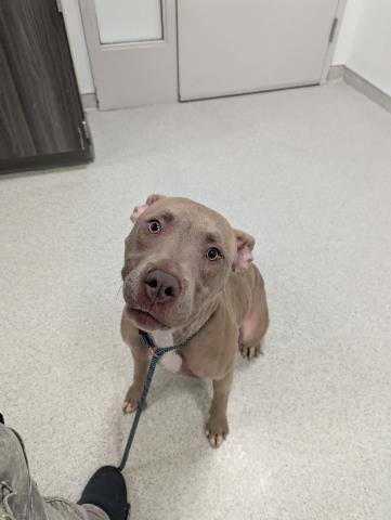  - Female - Pit Bull